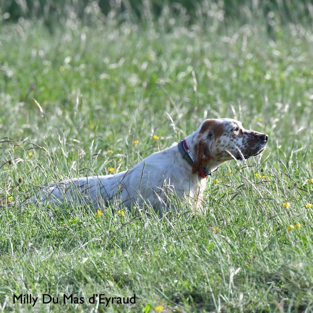 Milly du Mas d'Eyraud