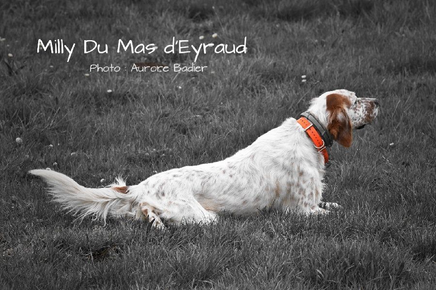 Milly du Mas d'Eyraud