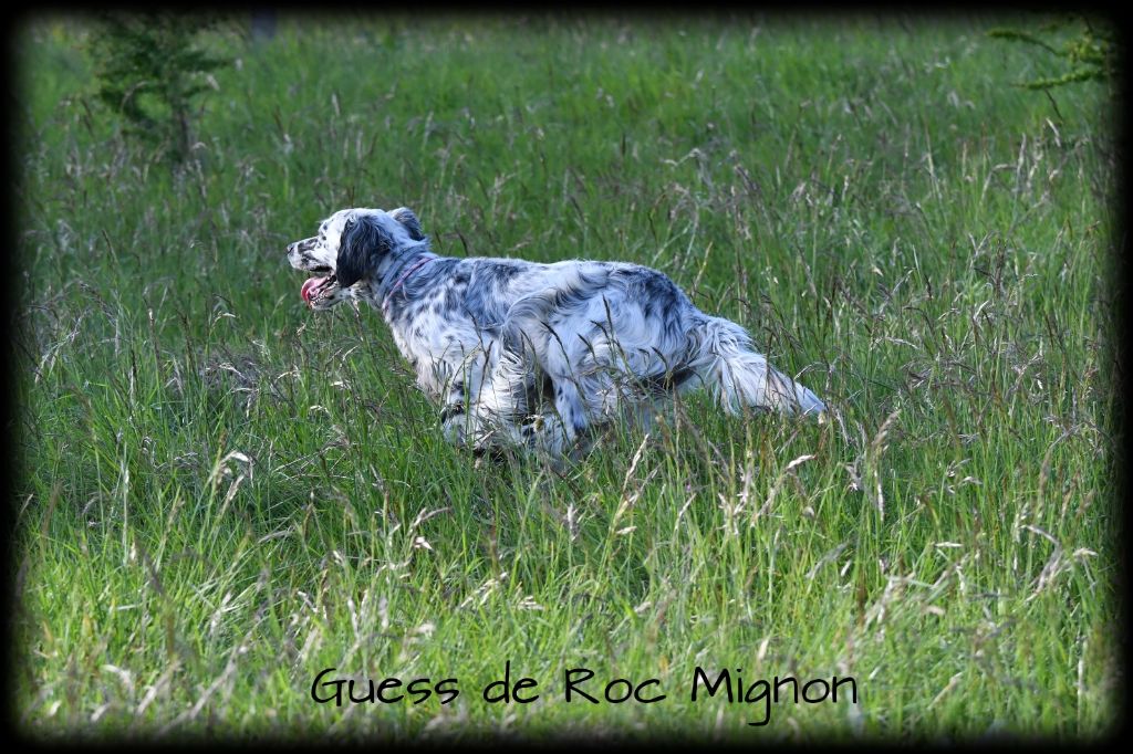 Guess de roc'mignon
