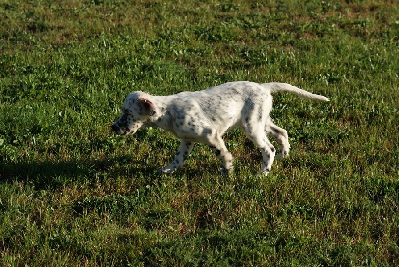 Chasse avec Guess 