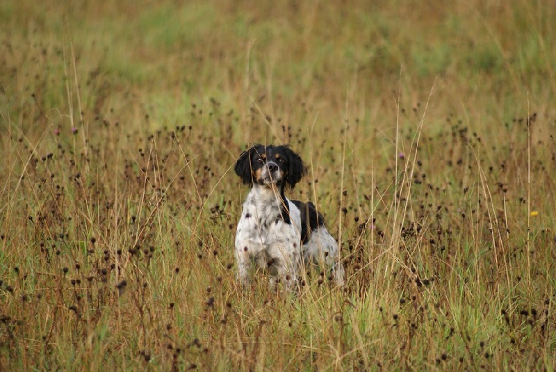 Chasse avec EFFY