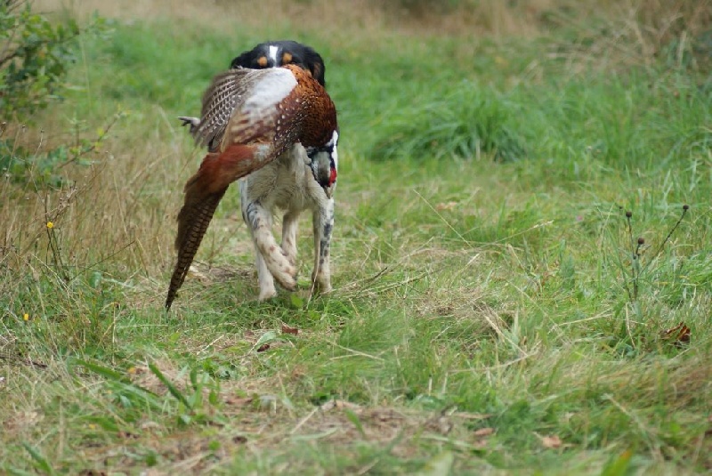 Chasse 2016