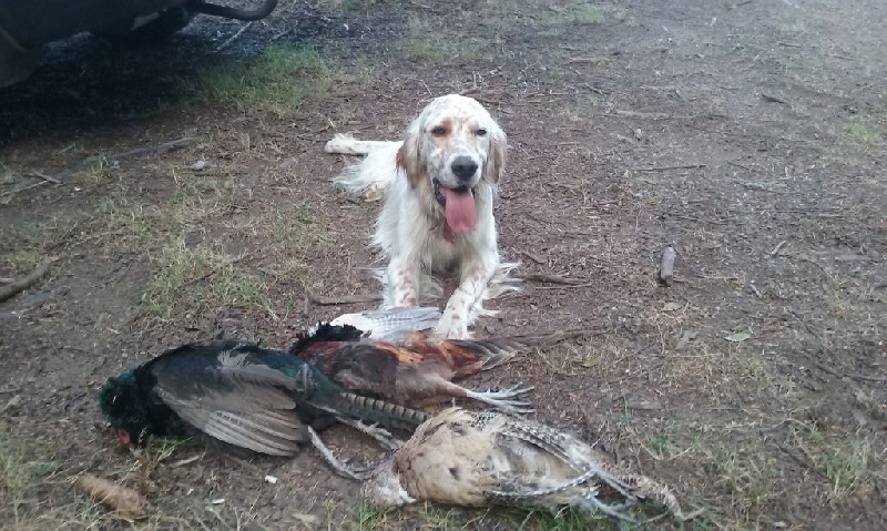 CHASSE 2016