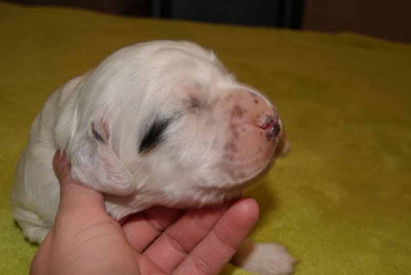 Du Clos De La Passion - Setter Anglais - Portée née le 12/03/2015