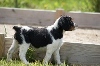 INNA