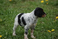 IONA 